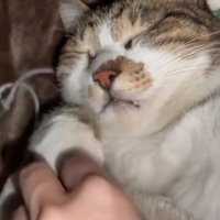 布団で眠る猫
