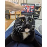 室内にいる猫