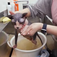 桶の中で立ちポーズ