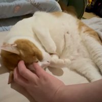 なでられる猫