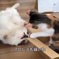 仰向けの犬と立ち上がる猫