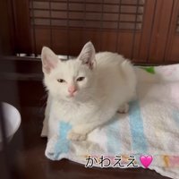 目を細める子猫