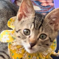 黄色い首輪をつけた子猫