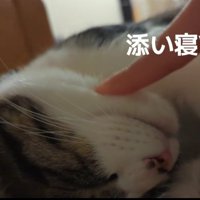 眠る猫