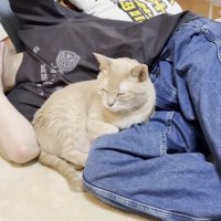 寝転ぶ人にくっついて目を閉じる猫