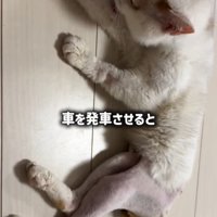 足の毛を剃ってある猫