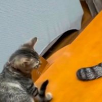 先住猫のしっぽをジッと見つめる子猫