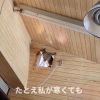 部屋の上部に開いた穴に座る猫