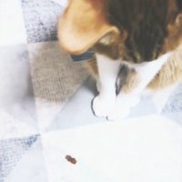 おやつを見る猫