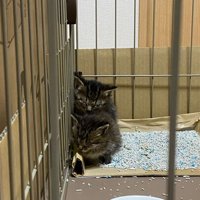 ケージの隅にいる子猫たち