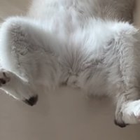 眠る猫の足