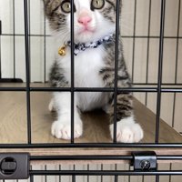 ケージの中の子猫