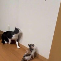 虫を見つけた2匹の猫