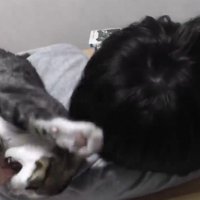 男の子の背中から落ちそうになる子猫