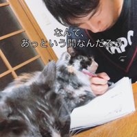 机の上にいる猫たちのそばで勉強するお兄ちゃん