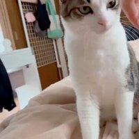 隣に座る猫
