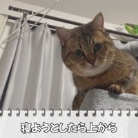 視線を送るみにらくん