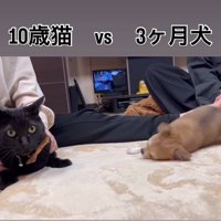 遊びにさそう子犬