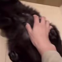 飼い主にお腹を撫でられる黒猫
