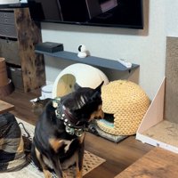 すり抜ける猫