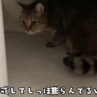 シッポがふくらむみにらくん