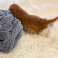 毛布に向かって歩くむぎくんの後ろ姿