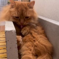 溝に座る猫