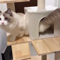 トンネルをくぐる猫