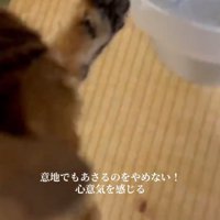 手を伸ばす猫