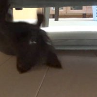 逆さ走りする子猫