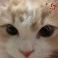 飼い主さんを見つめる猫