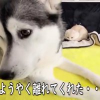 ハスキーと近くにすわっている子猫