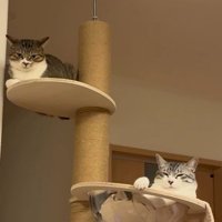 キャットタワーにいる2匹の猫