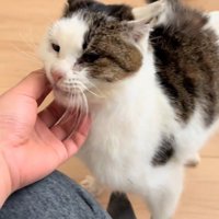 あごをなでられる猫