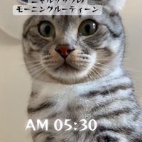 早朝猫