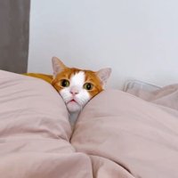 顔を挟まれる猫