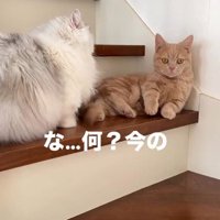 ミヌエットに怒られて固まるマンチカン