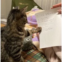 室内にいる猫