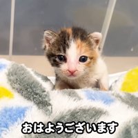 テロップ「おはようございます」
