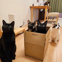 段ボールの周りに集まってくる猫たち