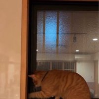 窓を自分で開ける猫