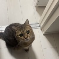 見上げる猫の写真3
