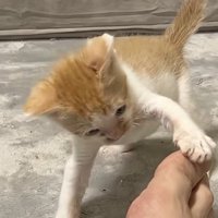 よちよちパンチ
