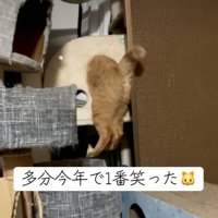 足をつけて休憩する猫