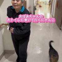 一緒に歩く人と猫