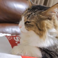 目を細める猫の顔