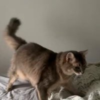 起きるのを待つ猫