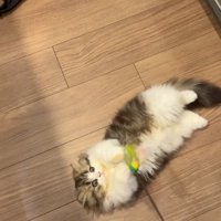 仰向けの猫