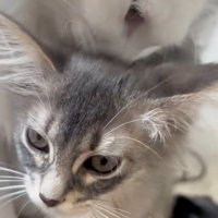 子猫を毛繕いする白猫