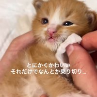 顔を拭かれる子猫